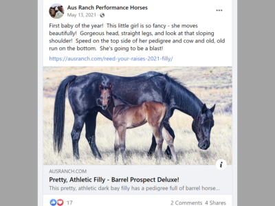 Facebook posts from horses for sale pages