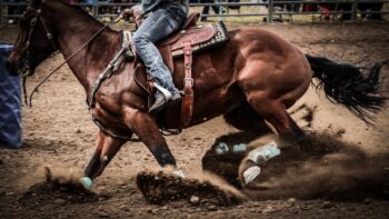 Close up of the side of a running horse with a western saddle and rider.